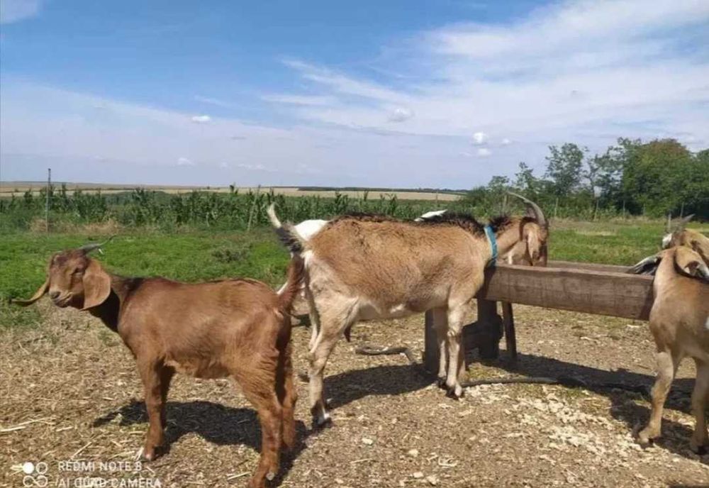 Нубійські кози різної масті