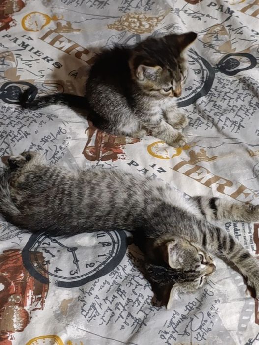 Кошенята в добрі руки