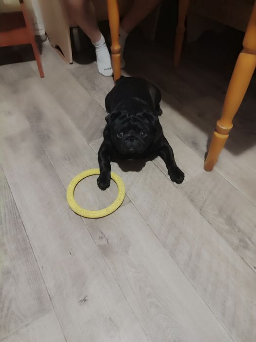 Хлопчик мопс для в'язки