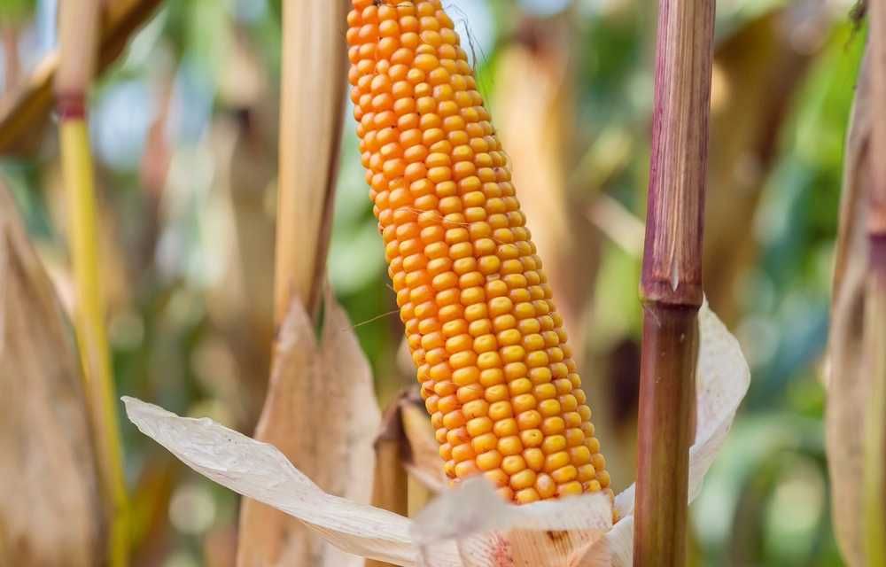 Kukurydza Pomerania FAO 200 materiał siewny