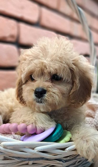Cavapoo piękności do odbioru