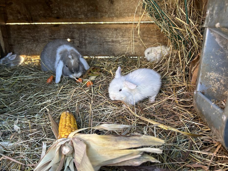 Króliczki baranki miniaturki