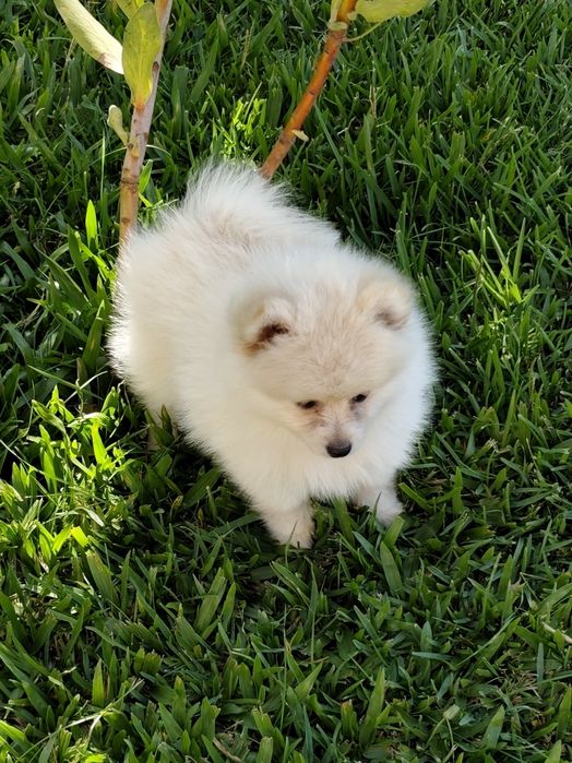 Spitz alemão macho