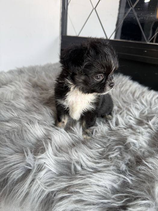 “MENINA“ Chihuahua “MINI” de bolsa , pêlo longo