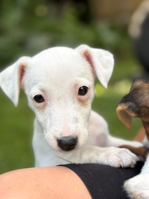 Jack Russell Terrier