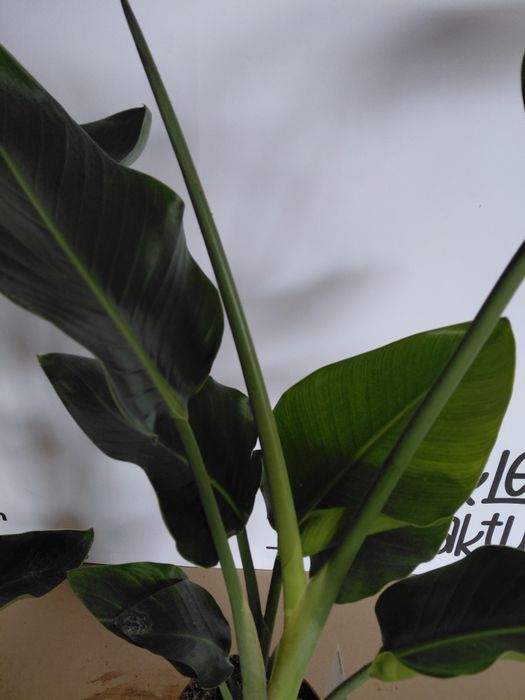 Strelitzia nicolai, Strelicja biała 100 - 120cm WYSYŁKA