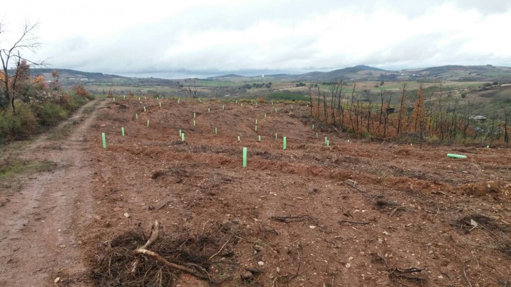 Serviços Agrícolas e Florestais