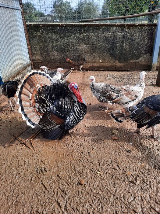 Perus Pretos e Multicolores