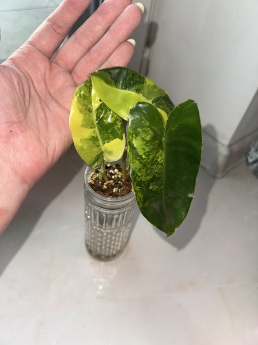 Philodendron Burle marx variegated