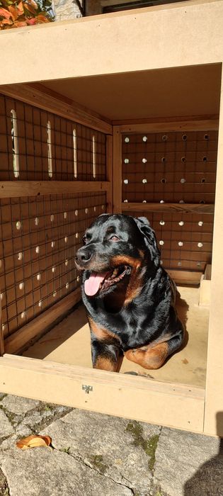 Caixa de transporte para Rottweiler CR82 IATA