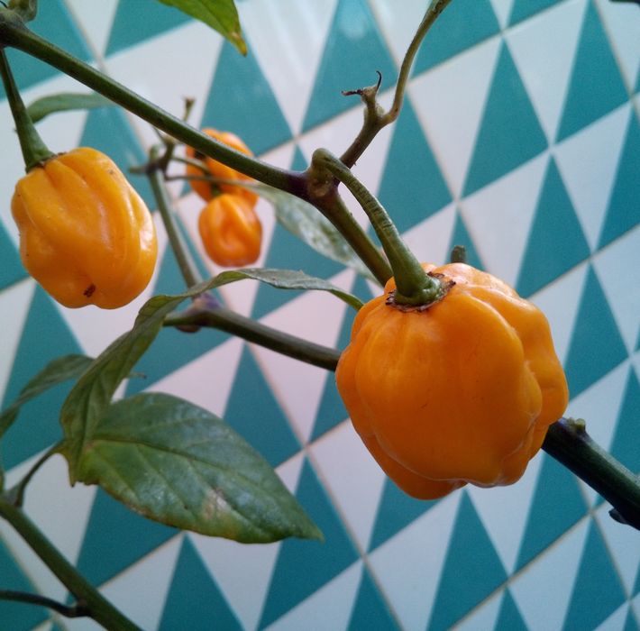 Sementes - Malagueta Habanero amarelo
