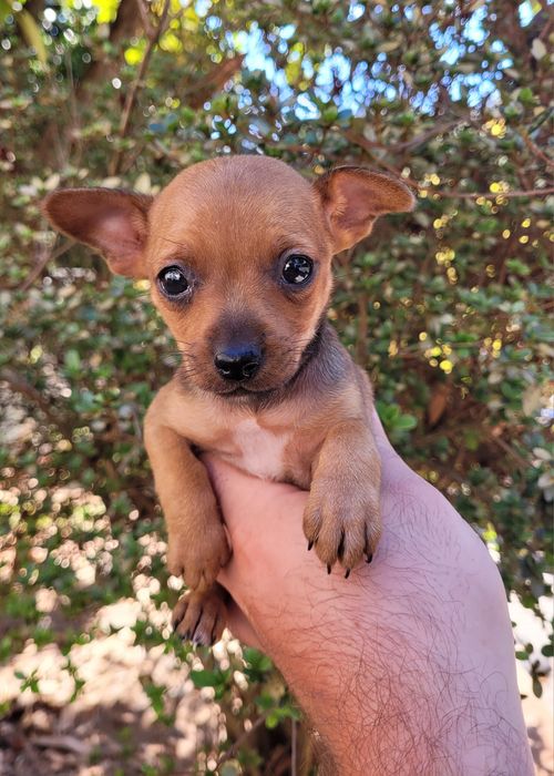 Femea pinscher mini