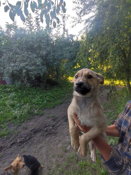 Віддам цуценят в добрі руки