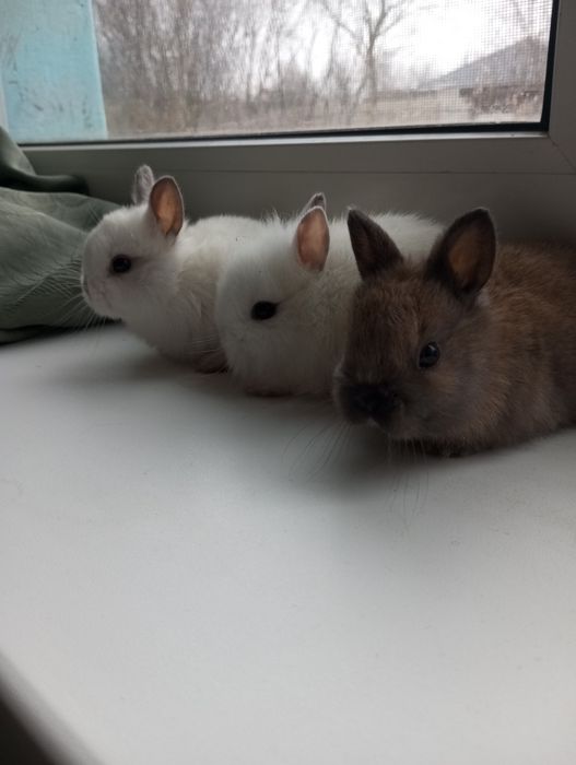 Декоративні кролики