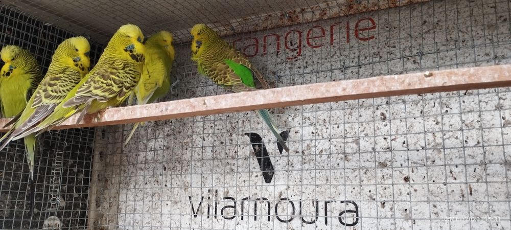 Periquitos ingleses machos, anilhados