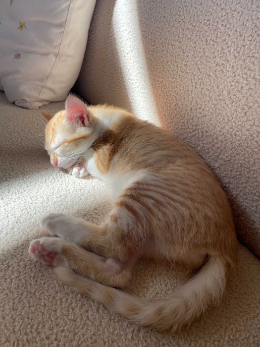 Gatinha ruiva tigrada, 3 meses, procura casa