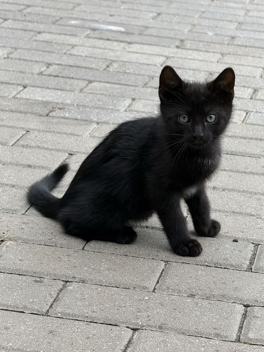 Male koty i kotki