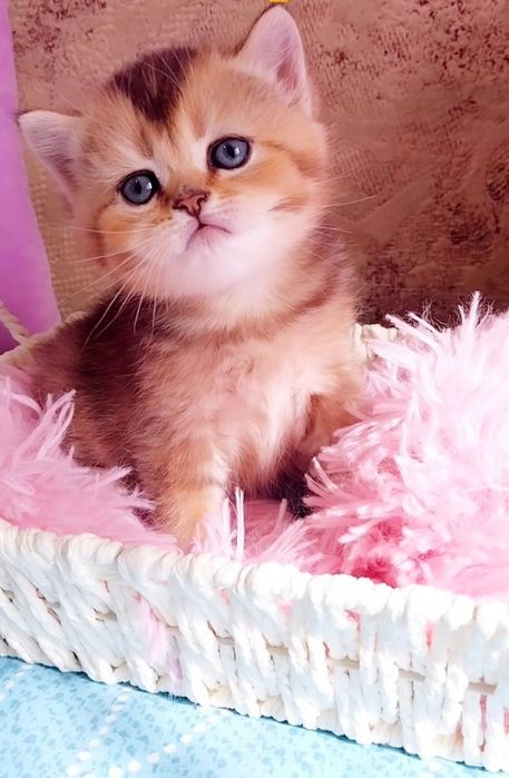 Чарівний хлопчик шотландець Золотий шиншила