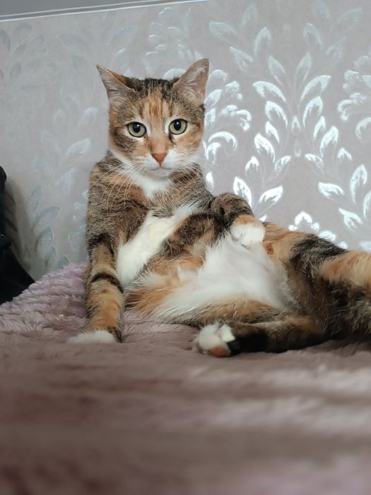 Отдам даром в добрые руки зеленоглазую трехцветную кошечку