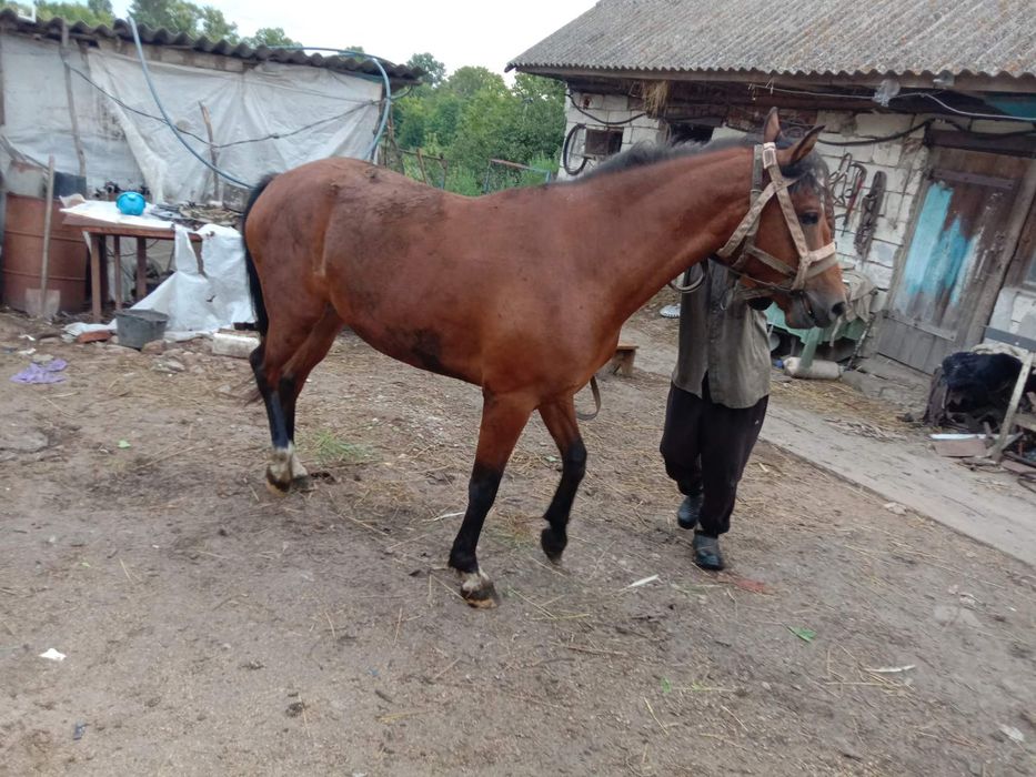 Продам молоду кобилу 3 роки.  .