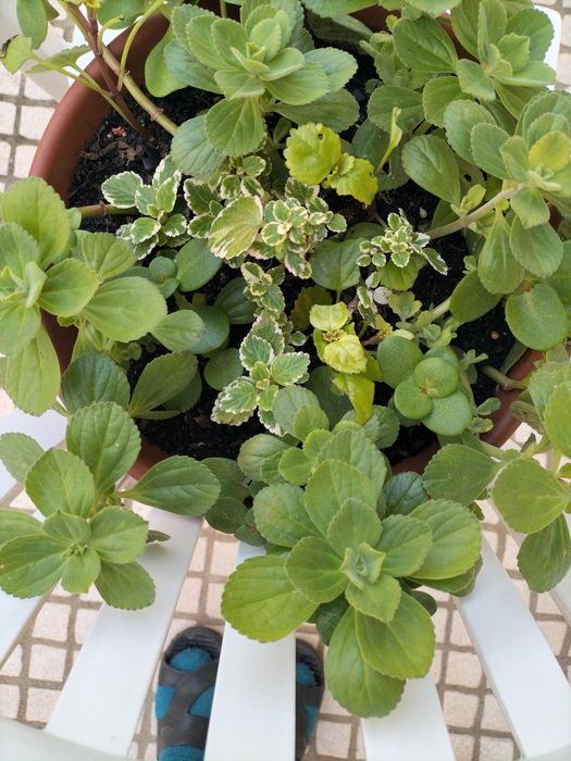 Lindo vaso com planta maravilha