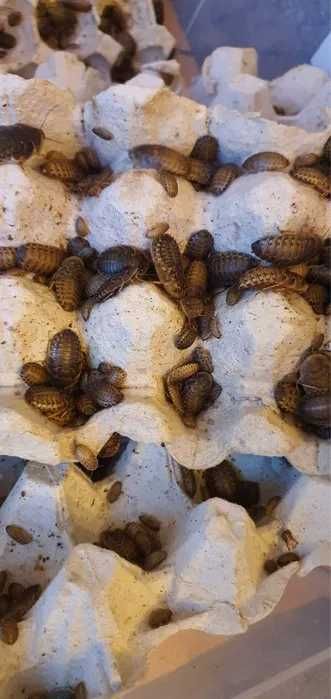 Karaczany Argentyńskie 1-2 cm Dubia 200szt warszawa