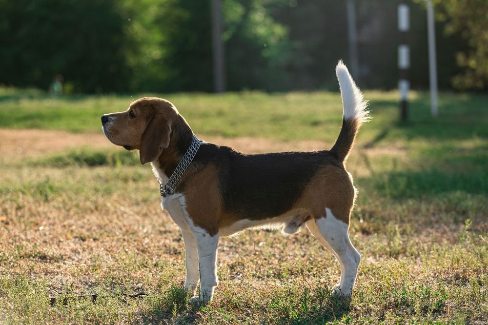 Молодой Бигль в поиске пары
