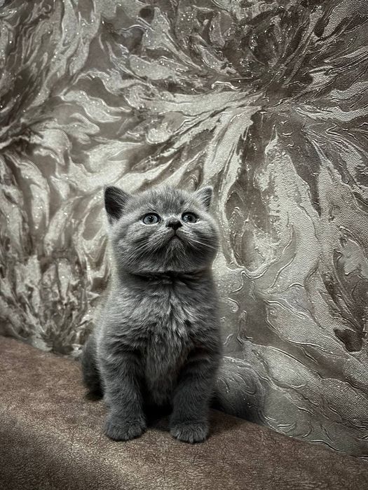 Шотландскій котик скоттіш страйт