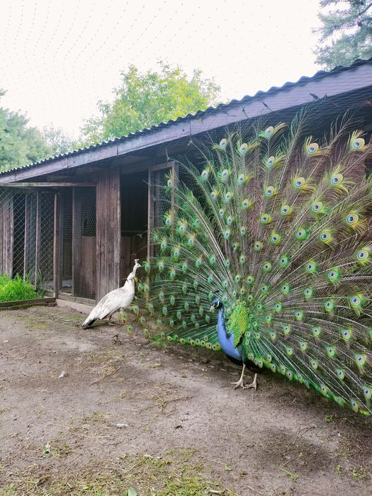 Sprzedam pawie czarnoskrzydłe