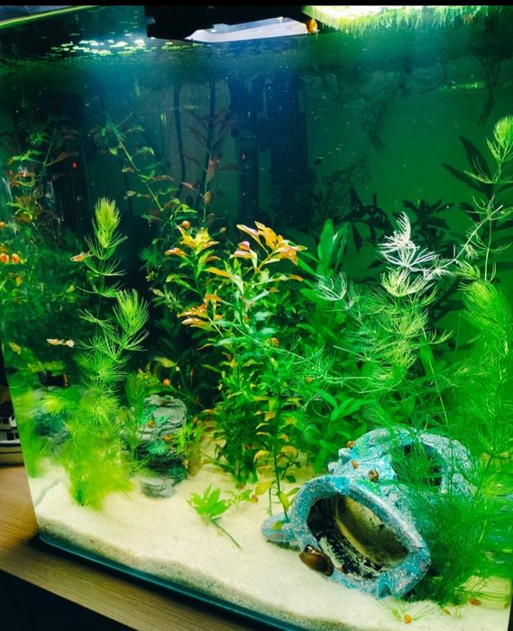 Aquário de peixes água quente