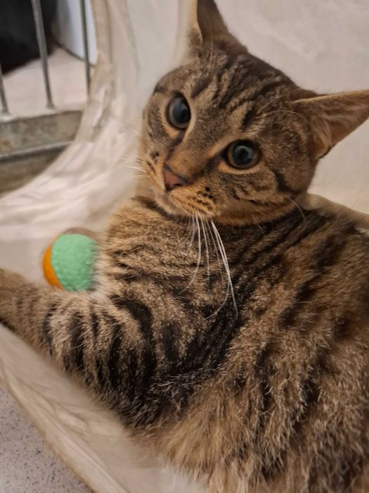 Kardamon - żywiołowy koci chłopak szuka kochającego opiekuna