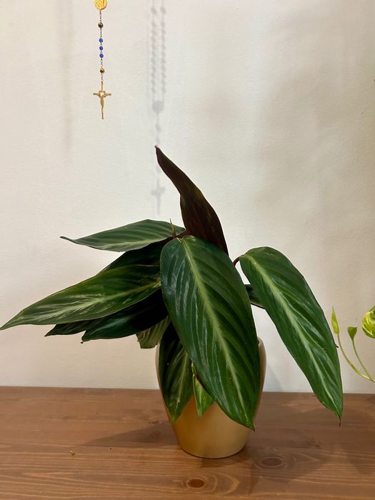 Planta natural + vaso de  cerâmica