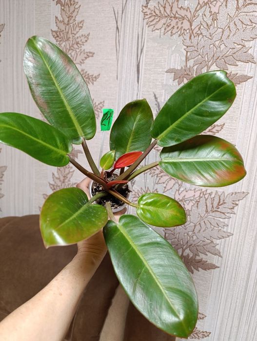 Филодендрон різні сорти