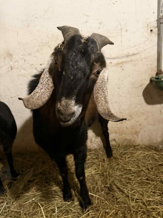 Kozioł anglonubijski 3 letni