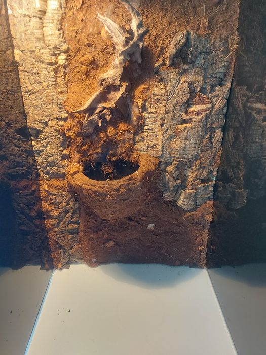 Terrarium szklane 40x40x60