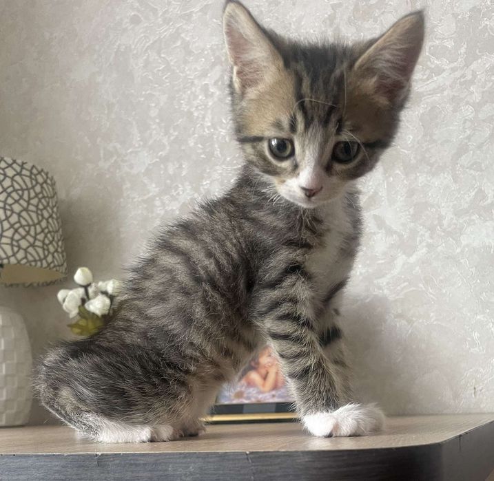 Котенок мальчик в поисках дома!