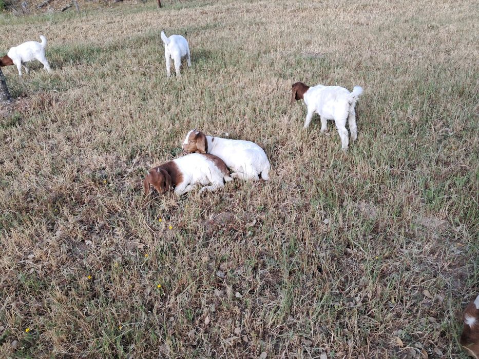 Casais boer puros