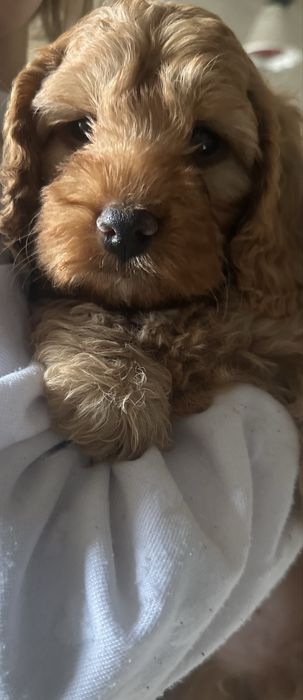 Piesek cockapoo F1 rodzice z badaniami n/n cocker spaniel + pudel miniaturowy