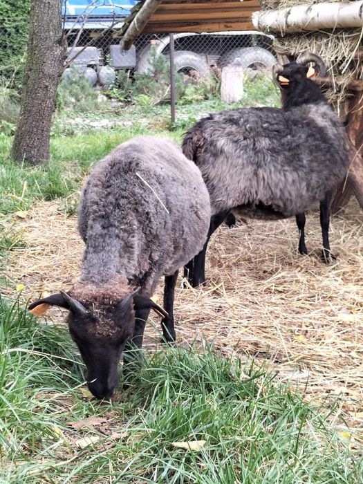 JAGNIĘTA WRZOSÓWKI OWCE, jagnięcina tuszki