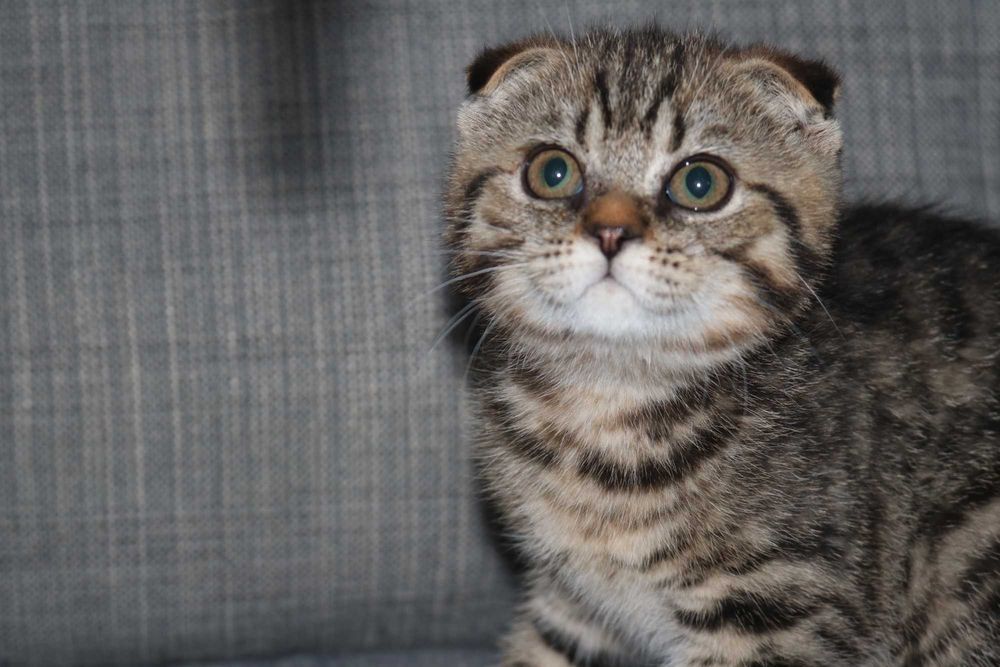 uma gatinha scottish fold
