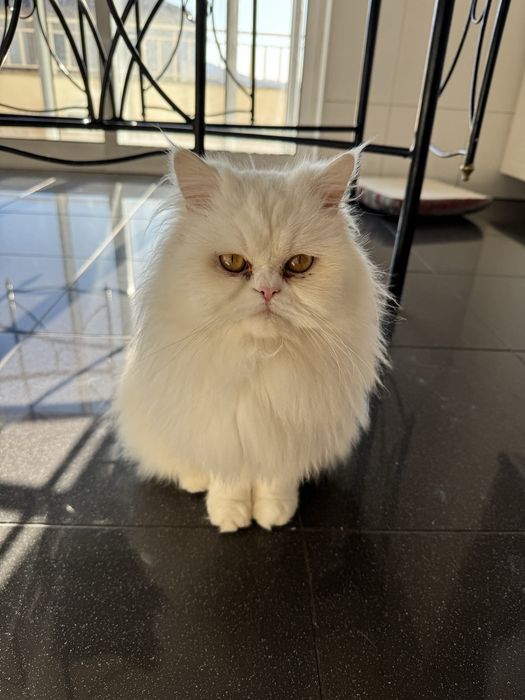 Dois gatos Persa para adoção responsável