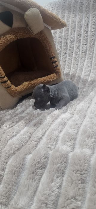 Chihuahua śliczny niebieski piesek