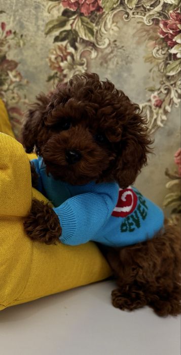 Red Browns з baby- face , тікап дівчинка