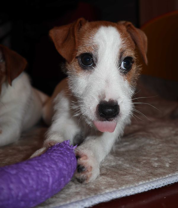 Чистокровні цуценята Джек Рассел Тер'єр