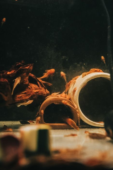 Ancistrus Super Red e Ancistrus Lemon Blue Eyes