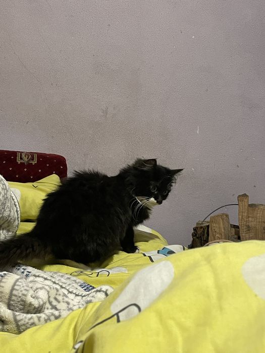 Віддамо кошенят хорошим людям