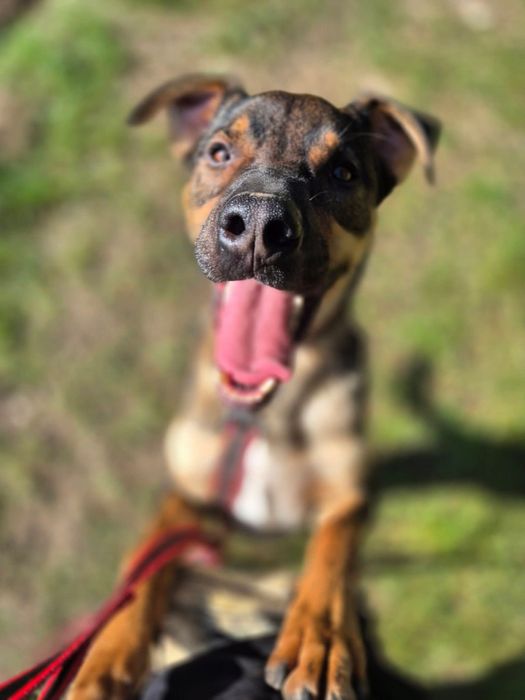 Klops do adopcji
