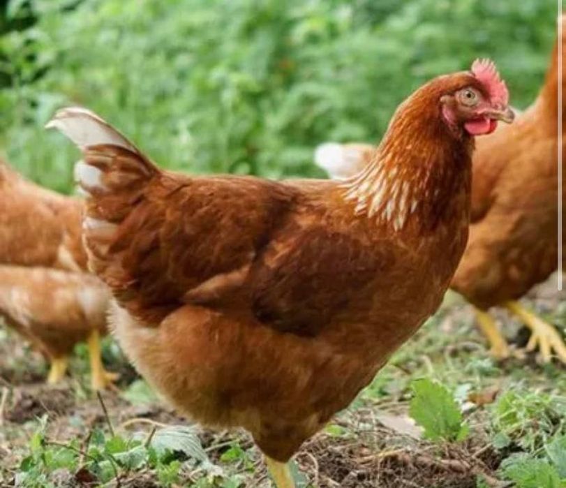 Продам курей с доставкой