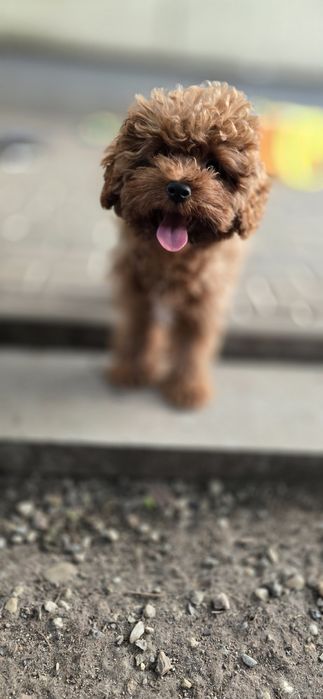 Cavapoo /maleńka dziewczynka