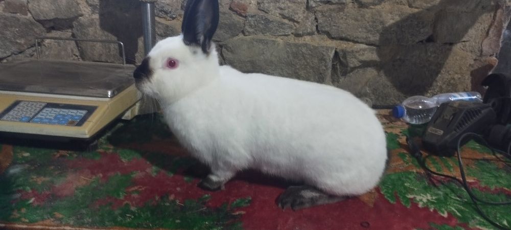 Samice termondzkie kalifornijskie dorosłe